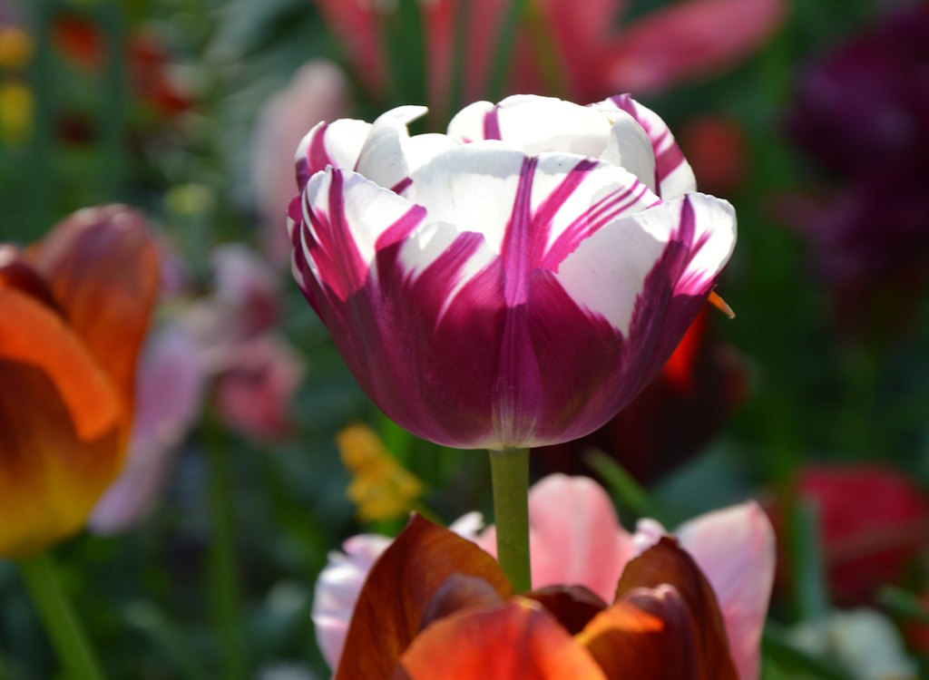 Individual tulip blooms in the JUB Holland border.