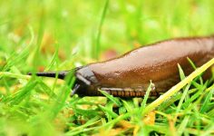 Hosta and dahlia care and protection from slugs