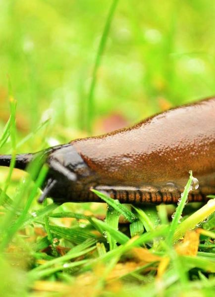 Hosta and dahlia care and protection from slugs