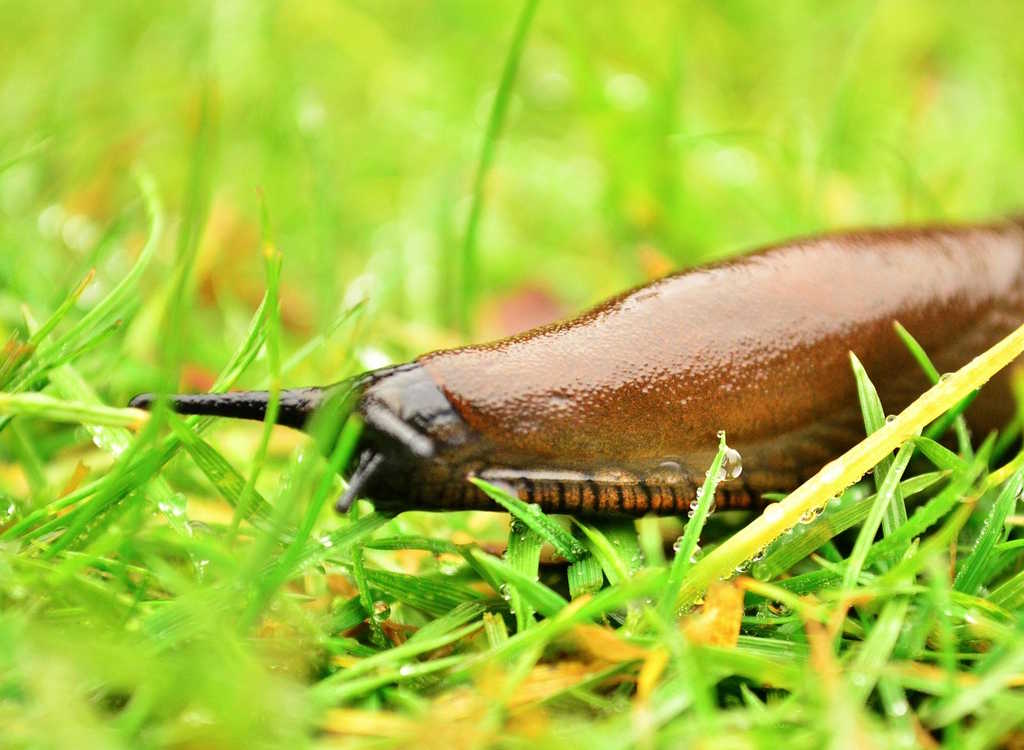 A slug on green grass.