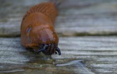 Ken looks at pests like Spanish slug, aphids and rabbits