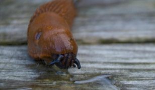 Ken looks at pests like Spanish slug, aphids and rabbits