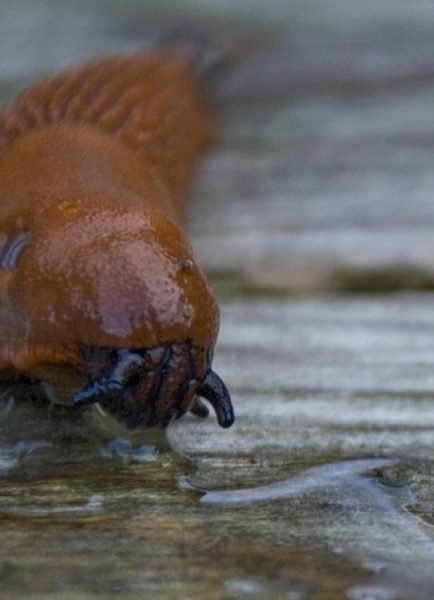Ken looks at pests like Spanish slug, aphids and rabbits