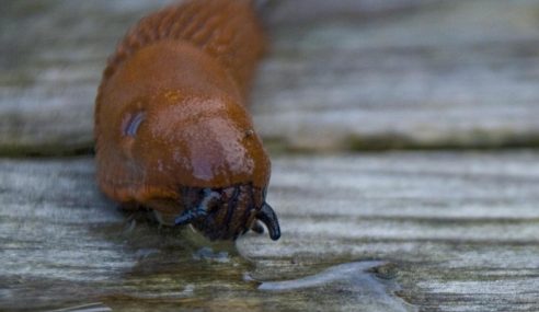 Ken looks at pests like Spanish slug, aphids and rabbits