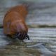 Ken looks at pests like Spanish slug, aphids and rabbits