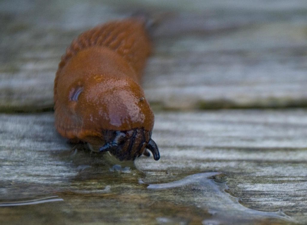 A Spanish slug on a wooden surface.