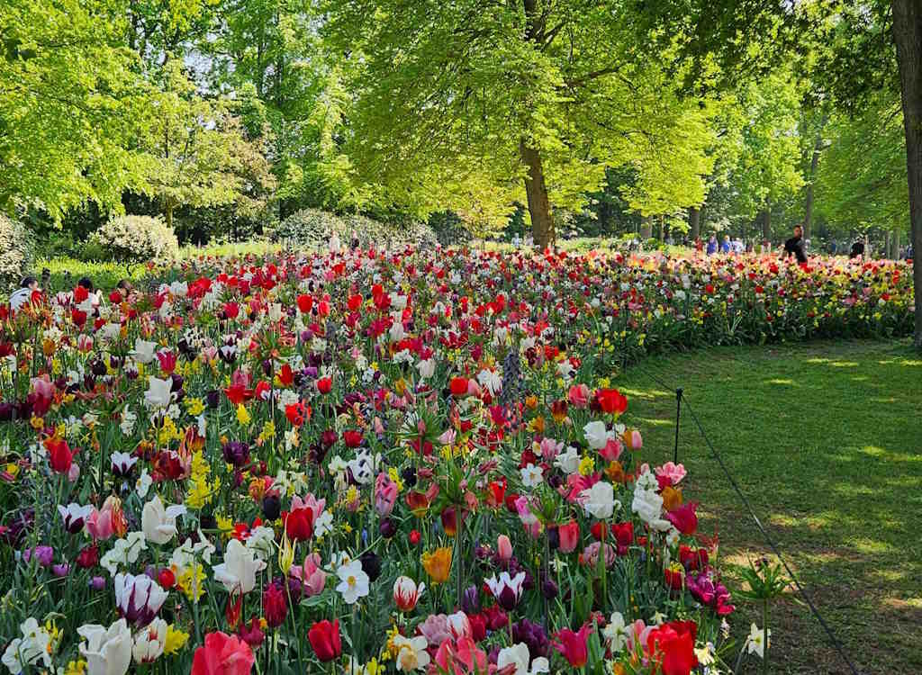 A wide view across the JUB Holland border at Keukenhof 2025.