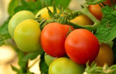 The blight of vegetable growers