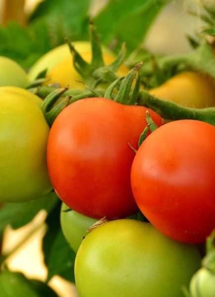 The blight of vegetable growers