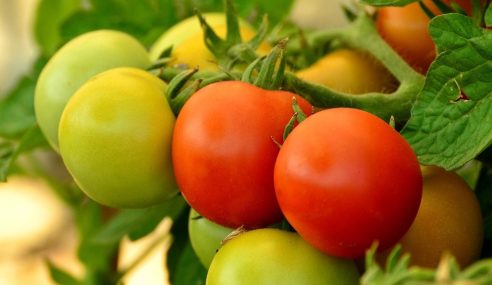 The blight of vegetable growers