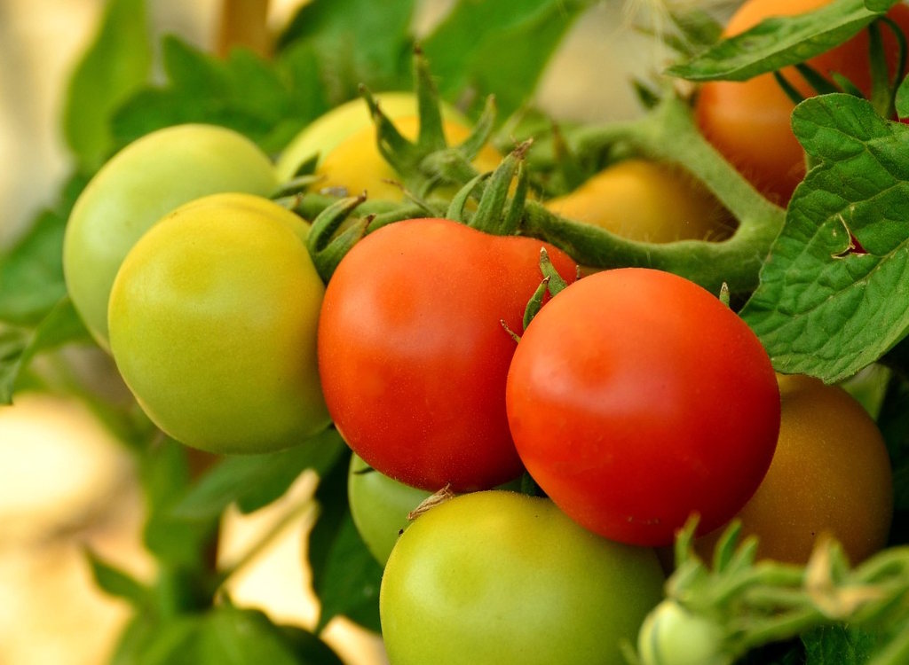 A group of ripening tomatoes on a vine.