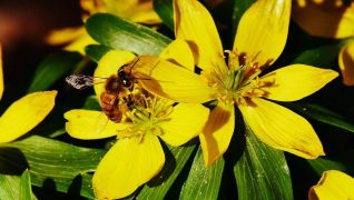 Winter aconites are spreading their seeds currently