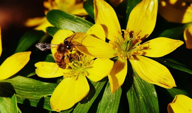 Winter aconites are spreading their seeds currently
