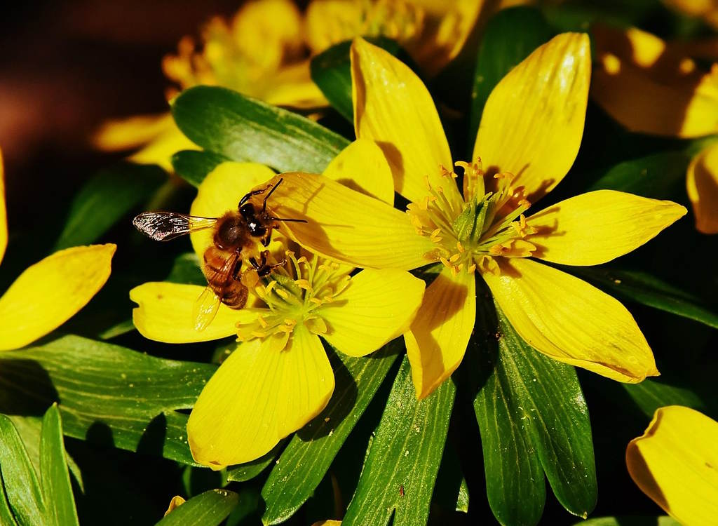 Winter aconites with yellow flowers in bloom.
