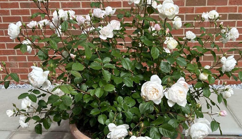 Rose update: three rose plants in same pot thrive