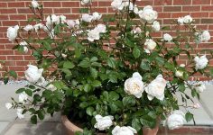 Rose update: three rose plants in same pot thrive