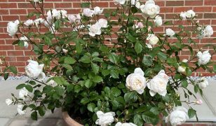 Rose update: three rose plants in same pot thrive