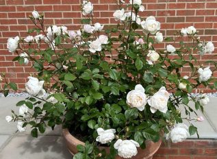 Rose update: three rose plants in same pot thrive