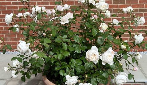 Rose update: three rose plants in same pot thrive