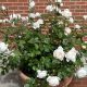 Rose update: three rose plants in same pot thrive