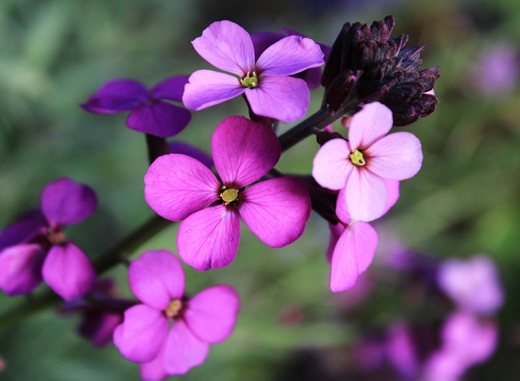 A purple erysimum in bloom.