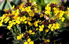 Trialling erysimum wallflowers