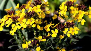 Trialling erysimum wallflowers