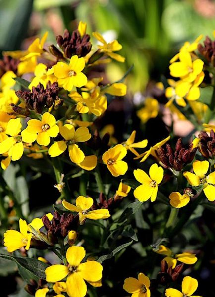 Trialling erysimum wallflowers