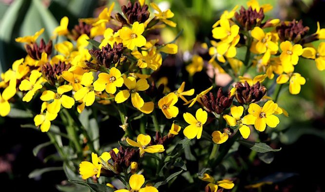 Trialling erysimum wallflowers