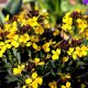 Trialling erysimum wallflowers