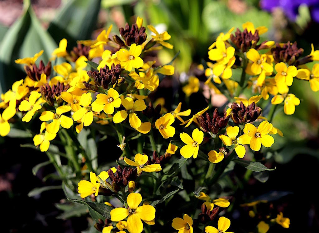 A yellow erysimum.