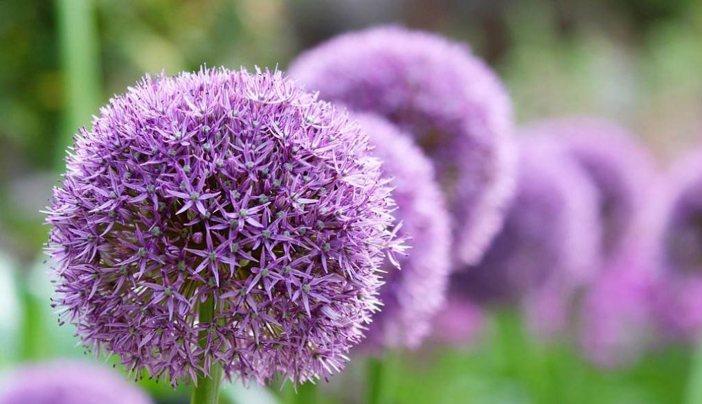 Alliums create a display