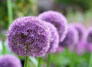 Alliums create a display