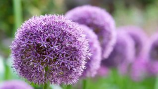 Alliums create a display