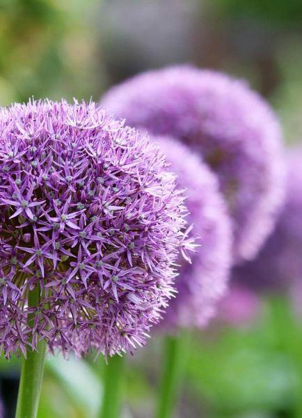 Alliums create a display