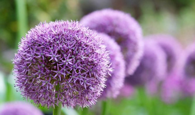 Alliums create a display