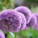 Alliums create a display