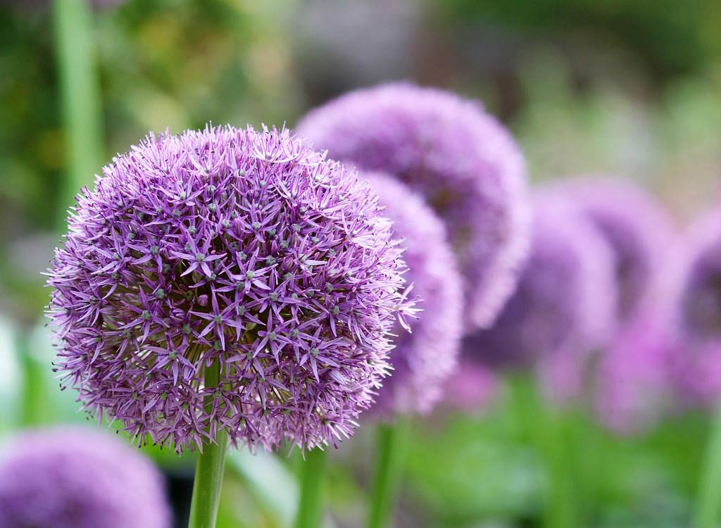 Purple flower heads of giant alliums.