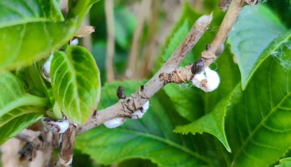 White spots on hydrangea