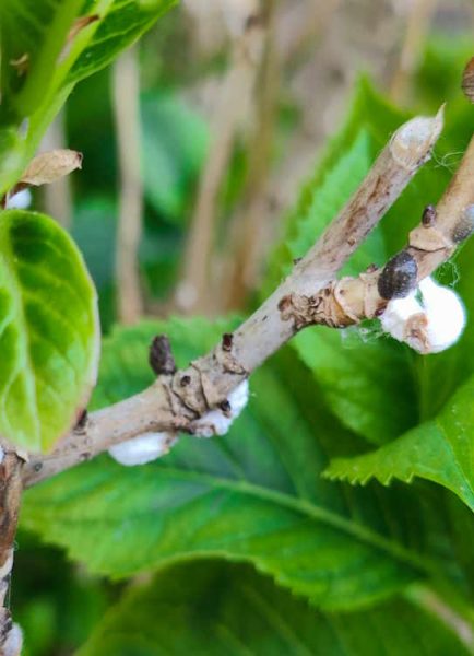 White spots on hydrangea