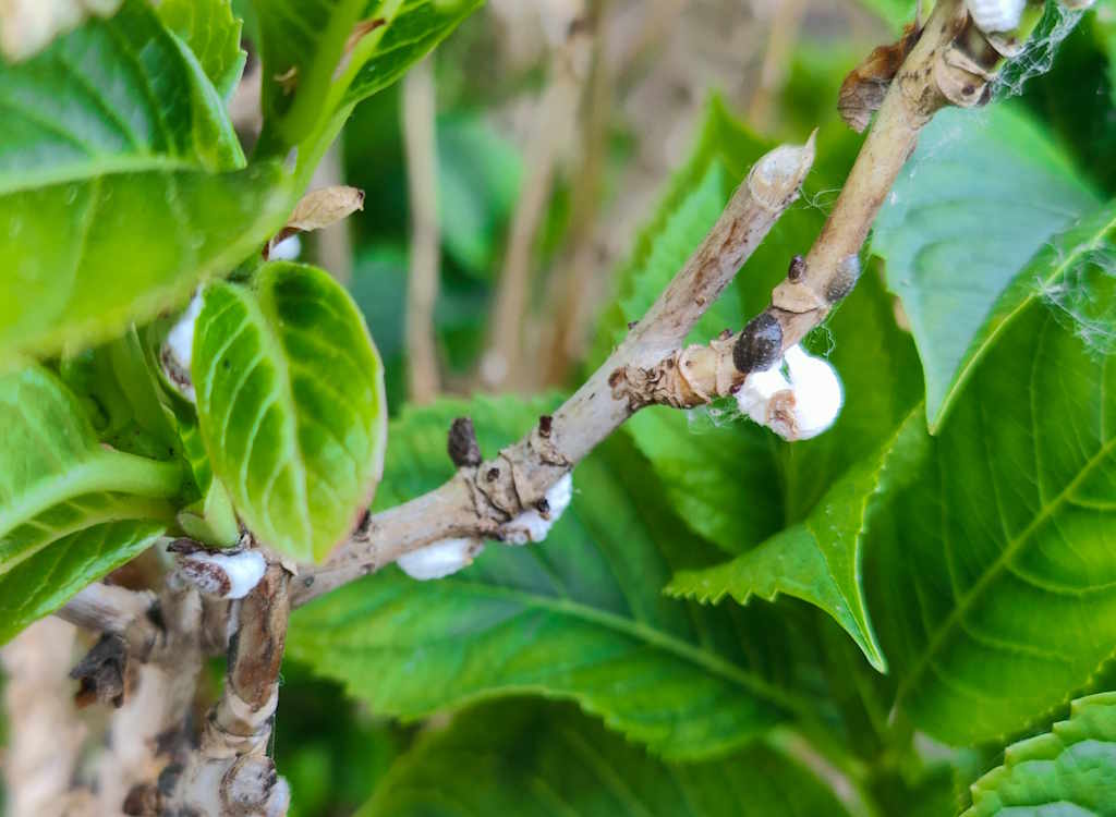 Hydrangea with a white pest attached to its stems.