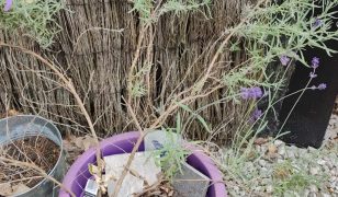 Lavender bush out of control
