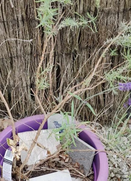 Lavender bush out of control