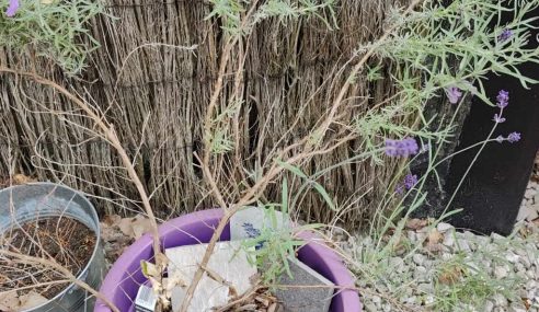 Lavender bush out of control