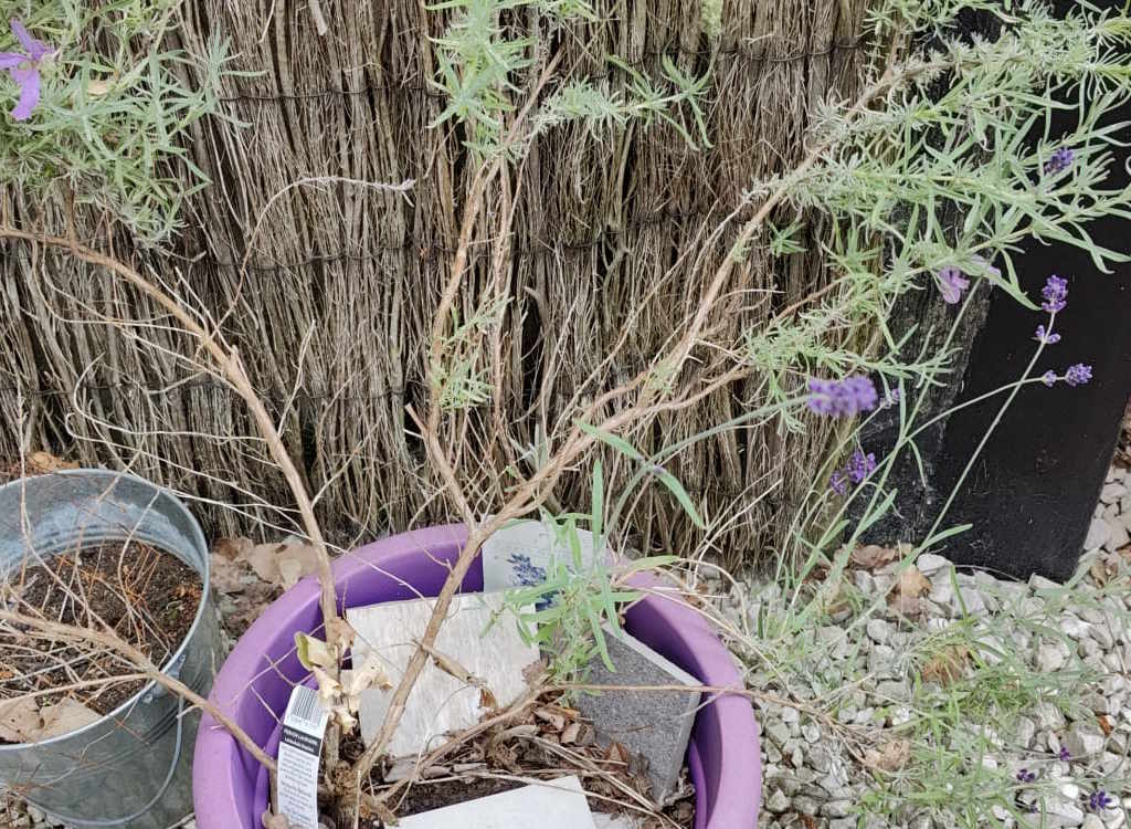 A French lavender bush out of control and in need of a prune.