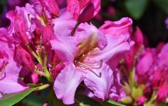 How to dead head rhododendrons