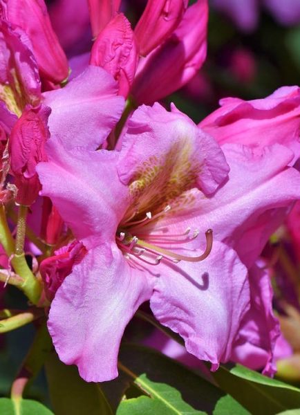 How to dead head rhododendrons