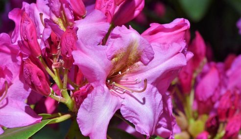 How to dead head rhododendrons