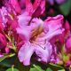 How to dead head rhododendrons