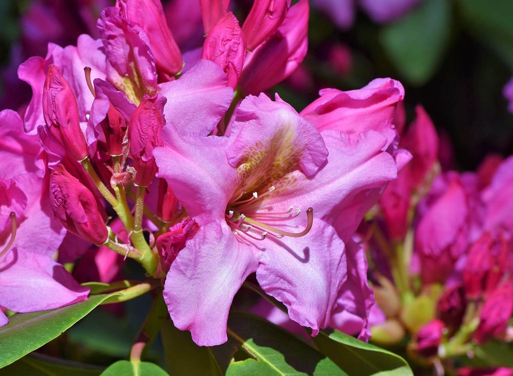 Pink rhododendron blooms.